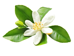 Orange blossom flower with white green leaves on a branch, isolated on a white background. Detailed close up with crisp focus texture. Perfect PNG transparent for botanical and nature themes.