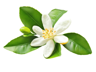 Orange blossom flower with white green leaves on a branch, isolated on a white background. Detailed close up with crisp focus texture. Perfect PNG transparent for botanical and nature themes.