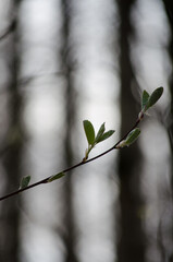 The first leaves
