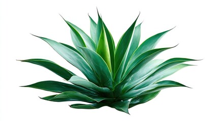 Vibrant agave plant (2)