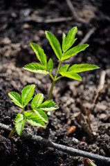 Leaves
