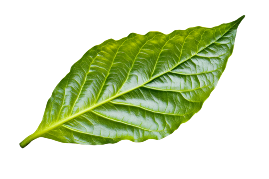 Green leaf close up, venation visible, isolated, cut out transparent