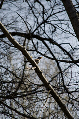 The Mountain Ash Thrush