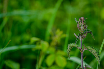 Close-up of a plant amidst lush green foliage during daytime in a natural setting