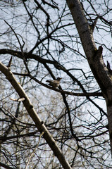 The Mountain Ash Thrush