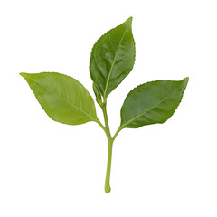 Obraz premium Green sprout with three leaves on transparent background