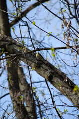 Blue tit