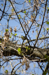 Blue tit