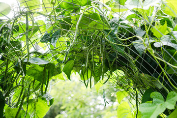 Climbing green beans (Phaseolus vulgaris) growing on a wire trellis in a vegetable garden. The...