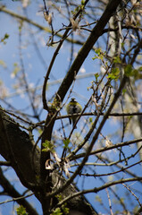 Blue tit