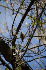 Blue tit