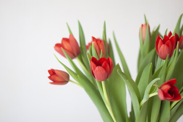 Red tulips. Beautiful spring flowers. Romantic bouquet in minimalist style interior.