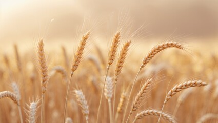 A close up view of a field of wheat with a soft focus and warm golden light in the background