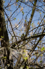 Blue tit