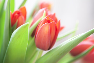 Fototapeta premium Red tulips. Beautiful spring flowers. Romantic bouquet.