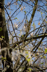 Blue tit