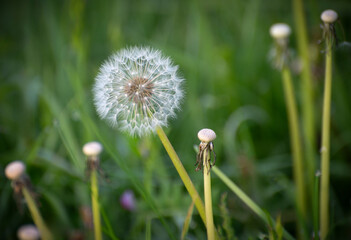 Dandelion blooming in a field during springtime growth period. It's also edible. Characterized by its yellow flower heads that transform into round, seed-filled "clocks" or "blowballs". 
