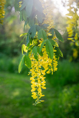 Beautiful golden chain tree blossoms.  The golden chain tree, also called laburnum, is a beautiful plant that blooms 10 to 20-inch long racemes of fragrant, yellow, wisteria-like flower.
