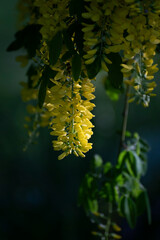 Beautiful golden chain tree blossoms.  The golden chain tree, also called laburnum, is a beautiful plant that blooms 10 to 20-inch long racemes of fragrant, yellow, wisteria-like flower.