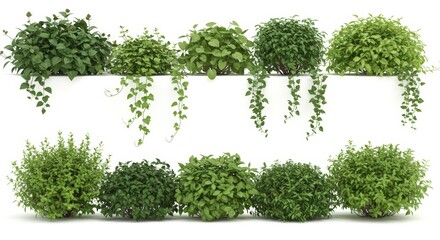Obraz premium Arrangement of Green Plants and Shrubs Isolated on White