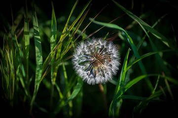 Dandelion blooming in a field during springtime growth period.  It's also edible. Characterized by its yellow flower heads that transform into round, seed-filled "clocks" or "blowballs". 
