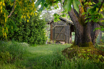 Garden Shed enveloped in morning light during springtime.  Spring signals time to start working in the garden and breaking out the tools for cultivation located inside the shed.
