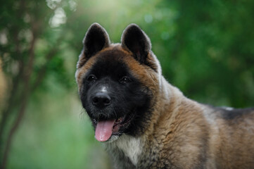 American akita puppy close up portrait Dog portrait outdoors
