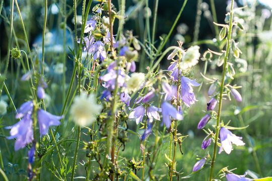Creeping bellflower (Campanula rapunculoides) and yellow scabious (Scabiosa ochroleuca) in a naturalistic wildflower planting. Bee-friendly summer flowers in soft pastel tones.