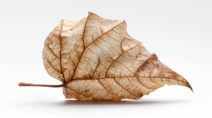 Dried leaf on white background (2)