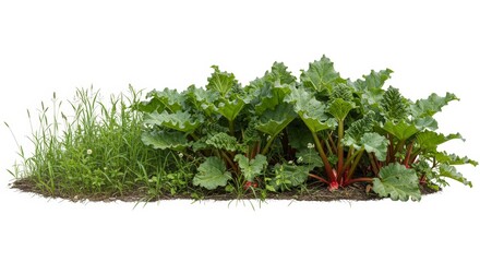 Fototapeta premium Growing Rhubarb Plant with Large Green Leaves and Grass