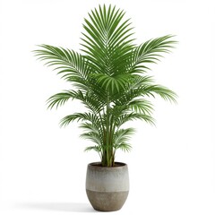 Palm Plant in Pot Indoor Decor on White Background