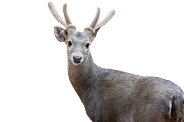 Fototapeta premium Portrait of a deer isolated on white background