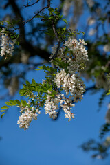 The white flowers of Robinia pseudoacacia. Black Locust False Acacia blooming in the springtime.