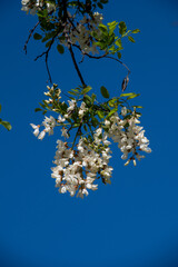 The white flowers of Robinia pseudoacacia. Black Locust False Acacia blooming in the springtime.