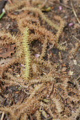 Close-Up of Fallen Catkins on Ground