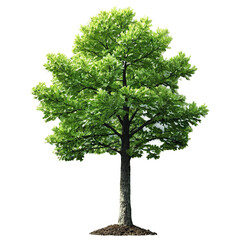 Obraz premium oak tree sapling isolated on transparent background