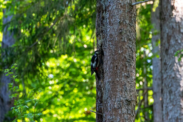 Woodpecker searching tree bark in sunlit coniferous forest