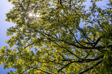 Sunlight shining through fresh tree foliage in spring, nature perspective..