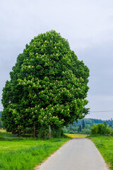 Large horse chestnut tree blooming along country road