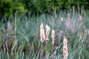 Seed heads of common cattail in wetland habitat