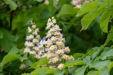 Blossoms of horse chestnut tree in spring