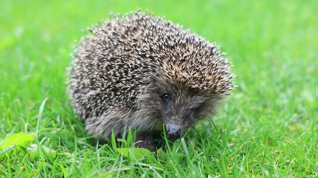 Cute hedgehog goes away. Video 4k