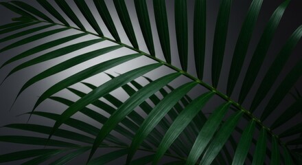 Dark Green Palm Leaf Closeup