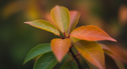 Close-Up of Red and Orange Autumn Leaves