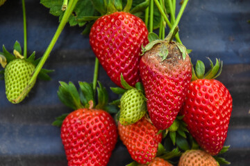 Strawberry fruit with white spot fungus. Gardening, horticulture and organic agriculture concept,...
