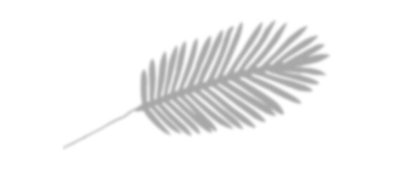 shadow from plant branches on white isolated background close-up