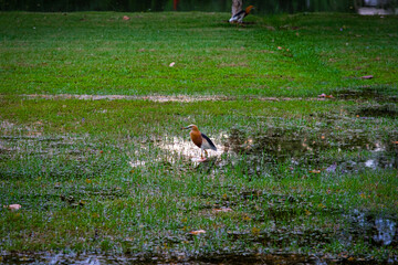 A Javan pond heron in Queen Sirikit Park Bangkok Thailand.