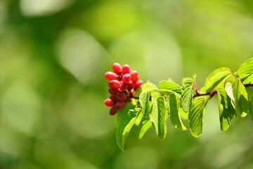 Cheongsa-jo, a Korean herb with compound green leaves and vibrant red berries, photographed in natural light. Medicinal plant often used in traditional medicine.

