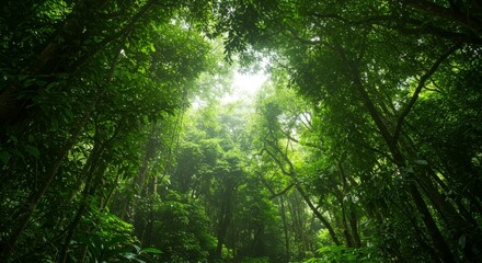 Obraz premium Sunlight Dappled Through Lush Green Forest Canopy