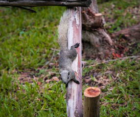 A squirrel in Queen Sirikit Park Bangkok Thailand.